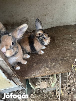Eladó 2db kistermetü nyuszi!