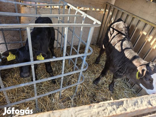 Elado 2db üsző borju