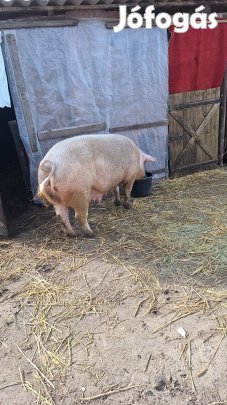 Eladó 2x fialt koca!