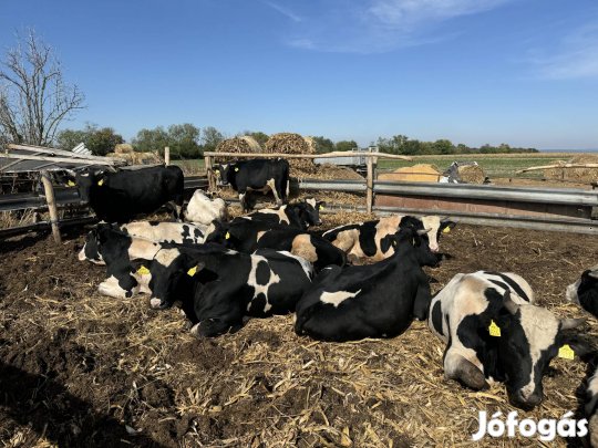 Eladó 30db fekete bika