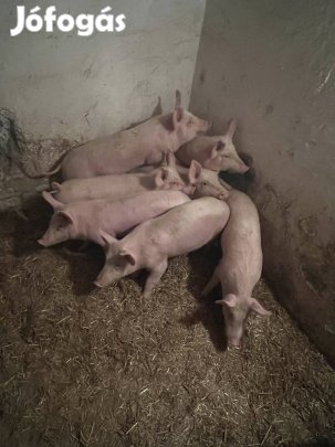Eladó 35 kg malacok 