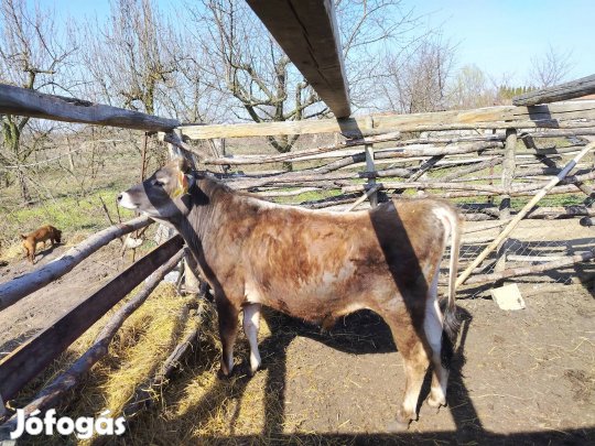 Elado 3  bika borju 300-350 kg közöttiek