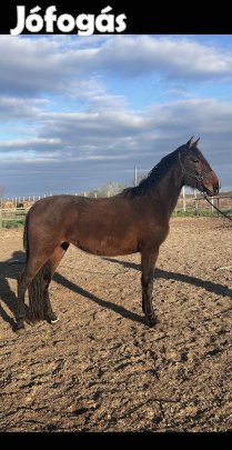 Eladó 3. éves kanca csikó