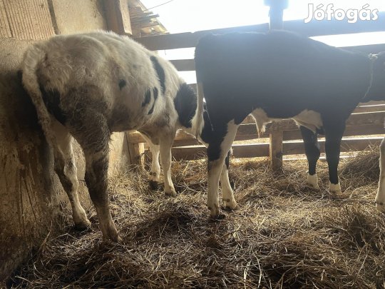 Eladó 3 bika 