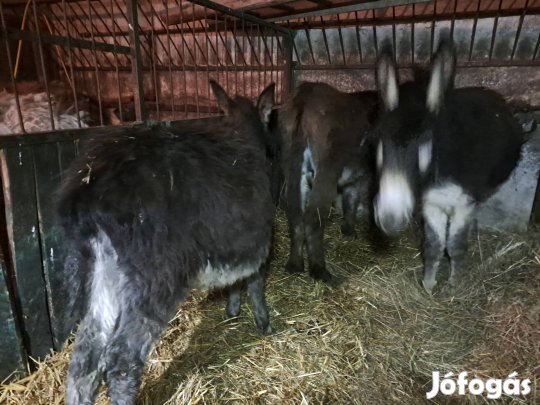 Eladó 3 darab 1,5 éves szamár csődör csikók 
