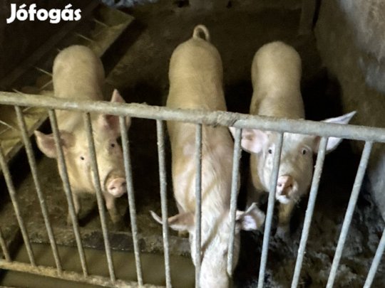 Eladó 3 db hizó