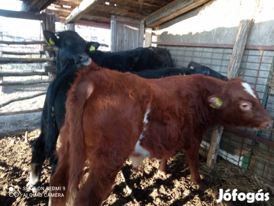 Eladó 3 db növendék bika borjú