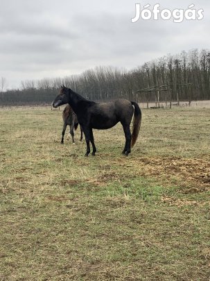 Eladó 3 db sport póni