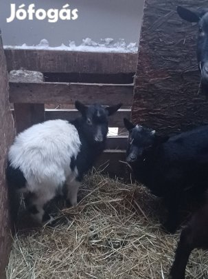 Eladó 3 egészséges kis bak kecske egybe vagy külön
