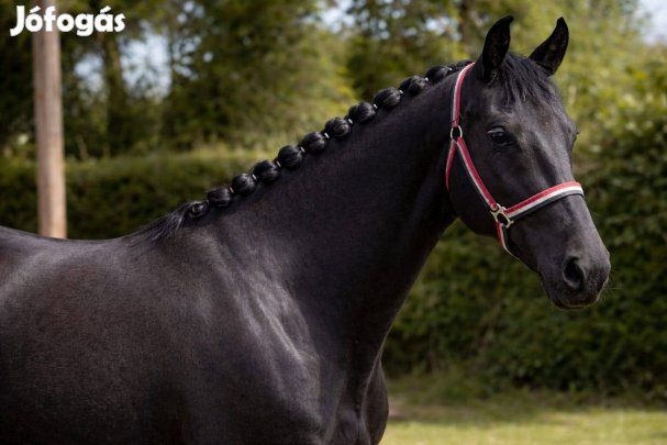 Eladó 3 éves kanca