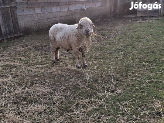 Eladó 3 éves kiváló kondicioban lévö kos bárány!