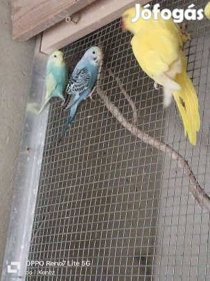 Eladó 3 éves lutino kis sandor tojó 