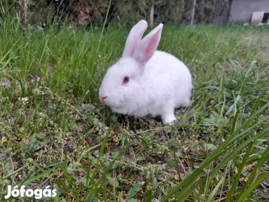 Eladó 3 hónapos nyul
