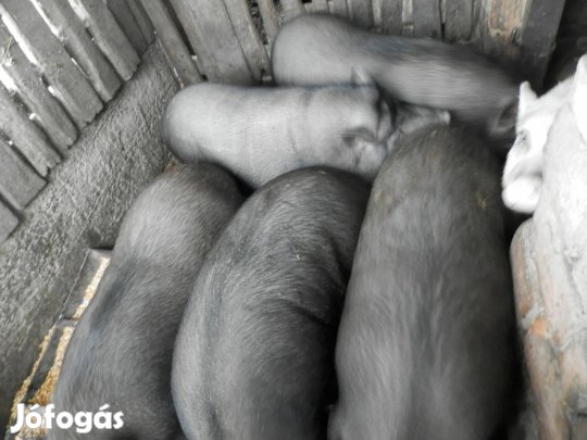 Eladó 3 vietnámi hízó 800ft/kg