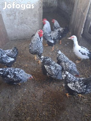 Eladó 3db 1 éves Wyadontten kakas