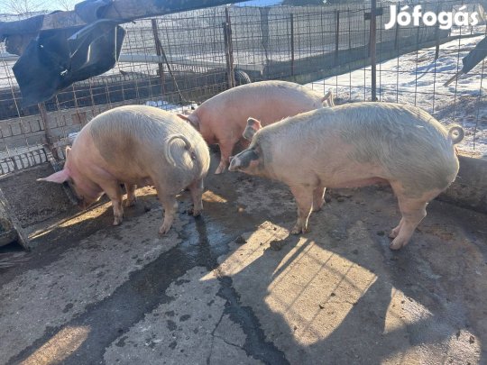 Eladó 3db hízó