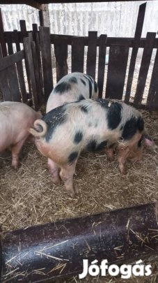 Eladó 3db hízó Debrecen
