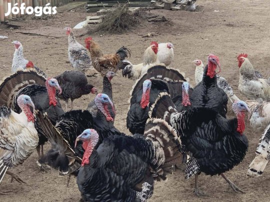 Eladó 3db tavalyi bak pulyka