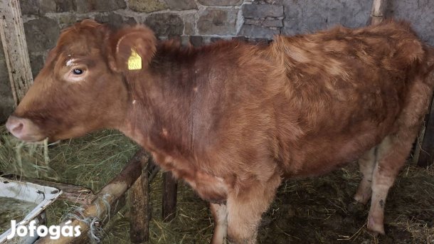 Eladó 3db üsző rendezett papirokkal