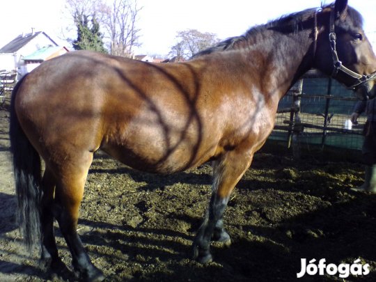 Eladó 3éves csikó