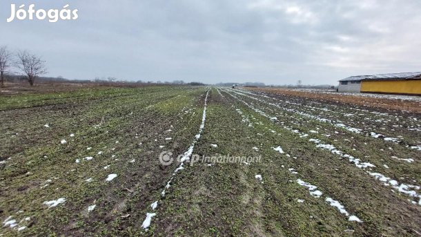 Eladó 4001 nm-es telek Tiszakécske