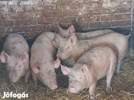 Eladó 40 kg süldő