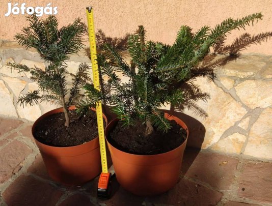Eladó 42-50cm kaukázusi fenyő fa Nordmann Abies nordmanniana karácsony