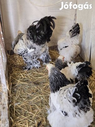 Eladó 4+1 es Bráhma csapat