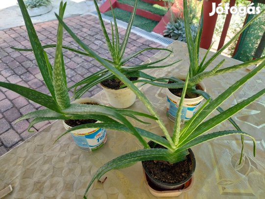Eladó 4-cserép Aloe Vera növény 