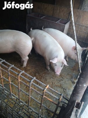 Eladó 4 db 140-160 kg hízó
