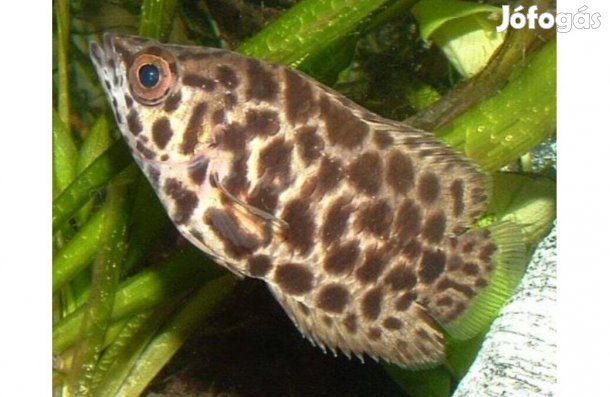 Eladó 4 db 2 éves csőrös bozóthal