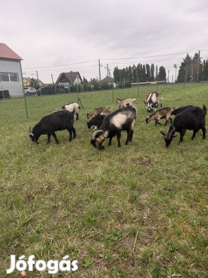 Eladó 4 db fiú kecske