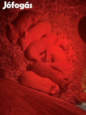 Eladó 4 db választási malac!