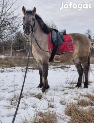 Eladó 4 éves holland útleveles 