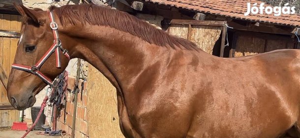 Eladó 4 éves sport ló
