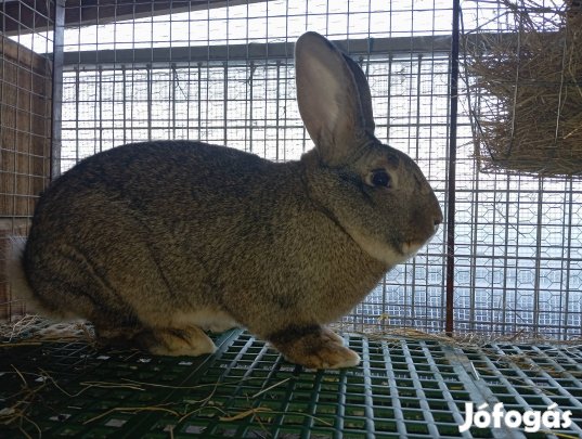 Eladó 4 hónapos bak nyúl 
