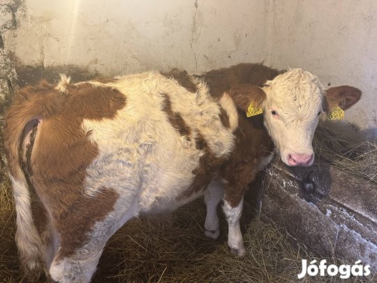 Eladó 4 hónapos szementáli bika!