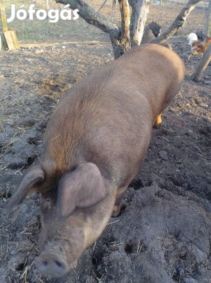 Eladó 4 mázsás disznó