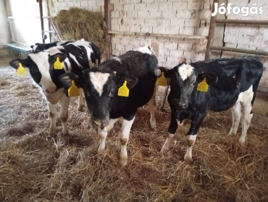 Eladó 4db holstein fríz bika