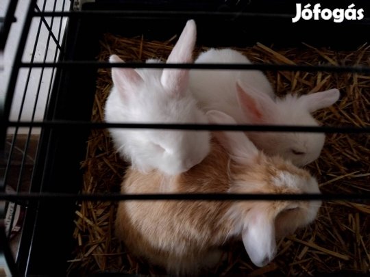 Eladó 4db oroszlán fejű kis nyúl