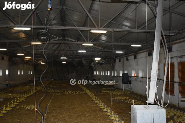 Eladó 5000 nm-es mezőgazdasági ingatlan Mezőhegyes