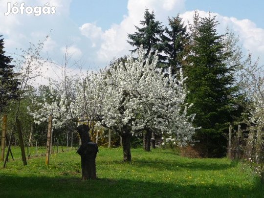 Eladó 500 nm-es építés telek Herényben, szép környezetben