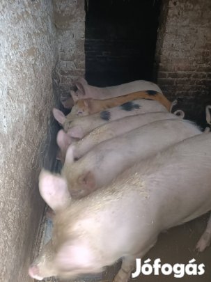 Eladó 50-100 kgos hízók