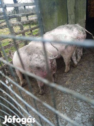 Eladó 50-60kg süldők