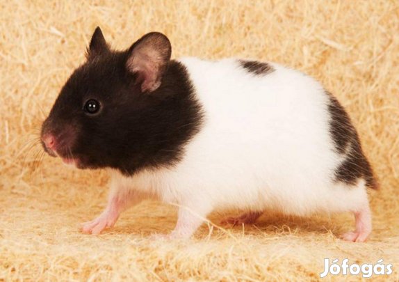 Eladó 5-6 hetes aranyhörcsögök