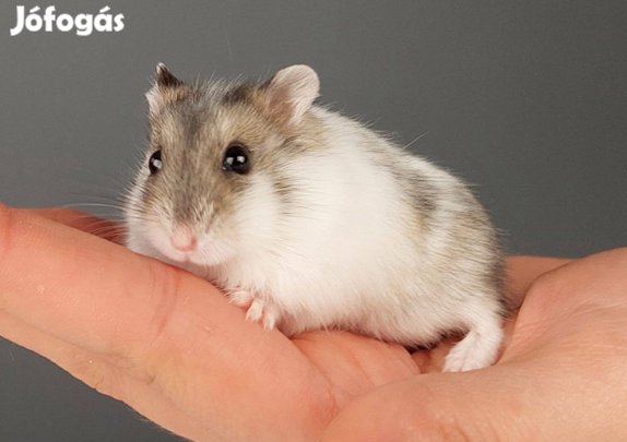 Eladó 5-6 hetes dzsungáriai törpehörcsögök