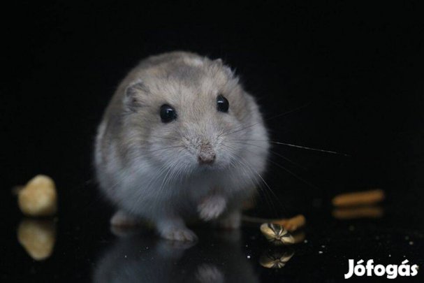 Eladó 5-6 hetes dzsungáriai törpehörcsögök