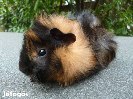 Eladó 5-6 hetes kicsi tengerimalacok