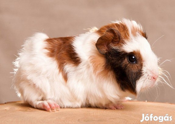 Eladó 5-6 hetes kisfiú tengerimalacok