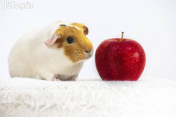 Eladó 5-6 hetes kisfiú tengerimalacok